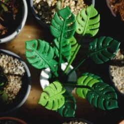 Piques Apéritif Tropical Party -Ustensiles De Cuisine Magasin a784a74f832042ab91f0a748360fcc2e